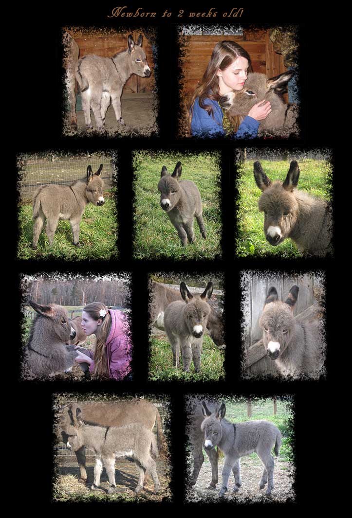 Critter Haven Farm Miniature Donkeys